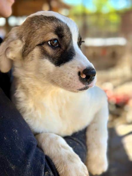 H2JPLK436/1 (♀) – Bild 2