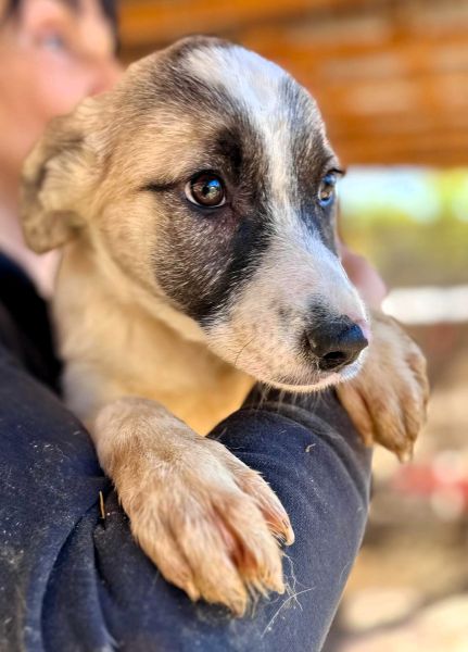 H3JPLK436/1 (♀) – Bild 2