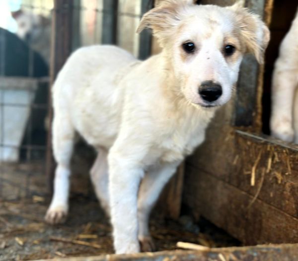 H4JPLK436/1 (♀) – Bild 2