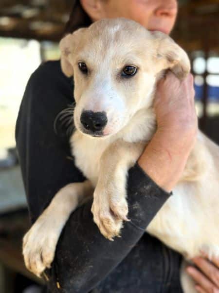 H5JPLK436/1 (♀) – Bild 2