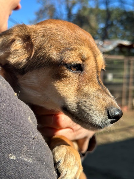 PEA (♀) – Bild 3