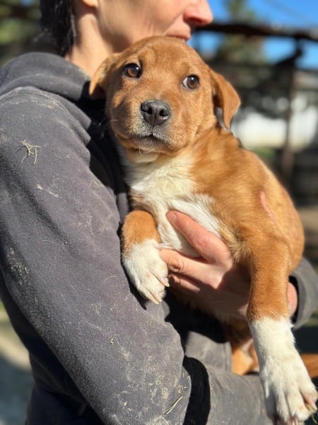 R5CCM4 (♂) – Bild 2