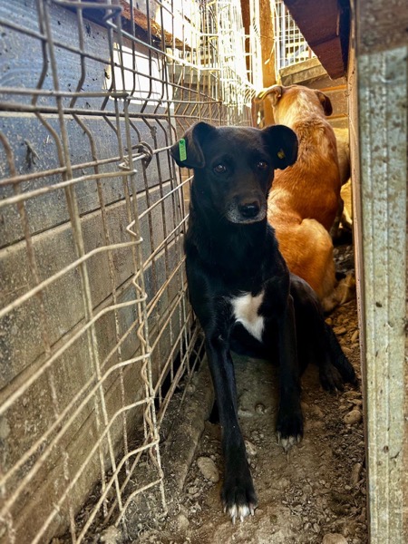 CATRISA (♀) – Bild 3