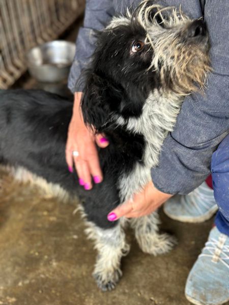 RADISH (♂) - ehemaliger Besitzerhund - sollte zeitnah reisen! – Bild 2