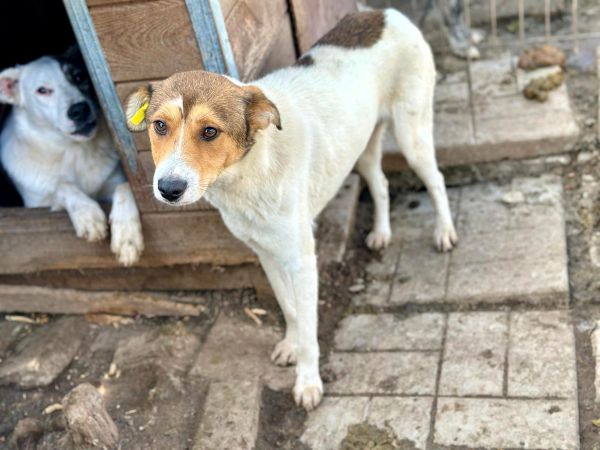 SIDNEY (♂) - Seelischer Notfall - kommt nicht gut zurecht im Shelter- sollte zeitnah reisen! - reist auf PDR PS im PLZ Bereich 55 (SD 26/10) – Bild 3