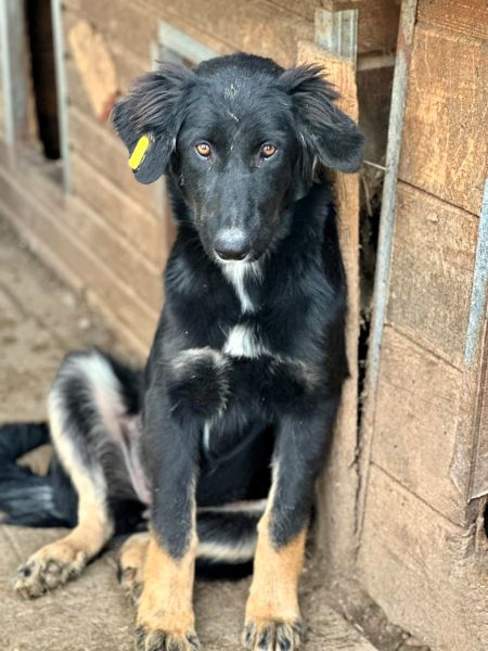 CHANTILLY (♀) – Bild 2