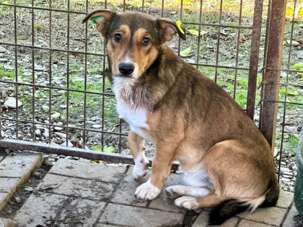 FRIEDL (♂) - Notfall - Angstschnapper - Mobbingopfer - muss schnell raus, um zu überleben! – Bild 3