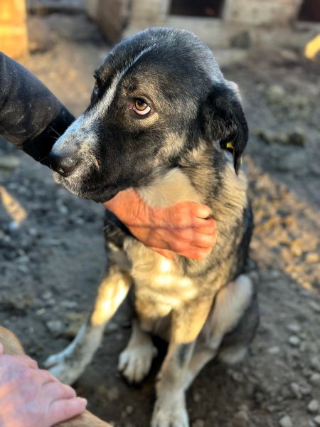 SANTIANO (♂) – Bild 2