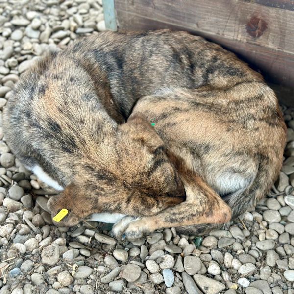 CARAMELA (♀) - reserviert Projekt Tierschutz (GC 28/10) – Bild 2