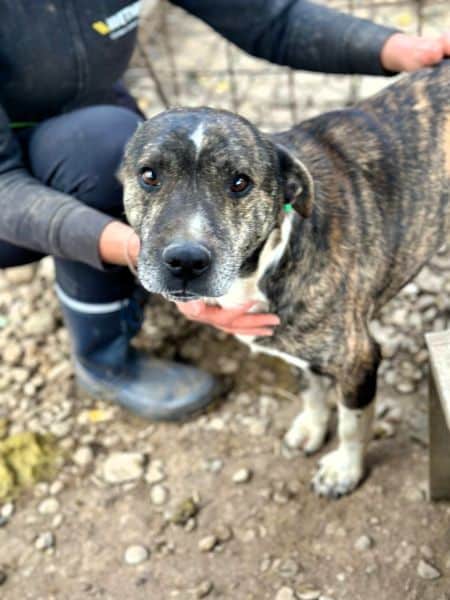 BOND (♂) – Bild 2