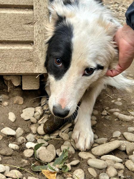 SILINA (♀) – Bild 3