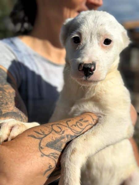 H1JPLK451 (♀) – Bild 3