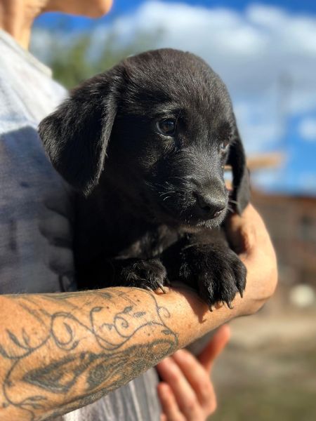 R1JPLK451 (♂) – Bild 3