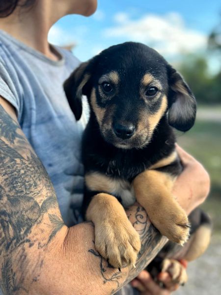 R2JPLK451 (♂) – Bild 3