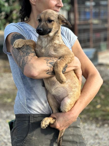 H3JPLK451 (♀) – Bild 3