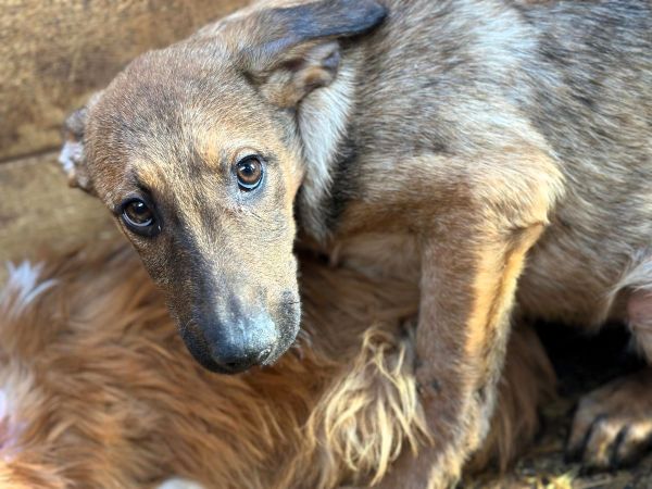 R3JPLK451 (♂) - wird unsicher - Angstschnapper - sollte zeitnah reisen! – Bild 3