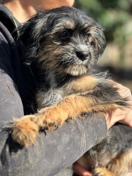 H1JPLK449 (♀) – Bild 3