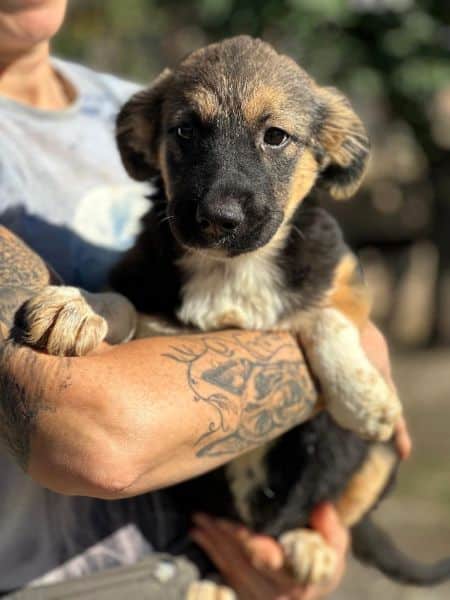 H2JPLK449 (♀) – Bild 3