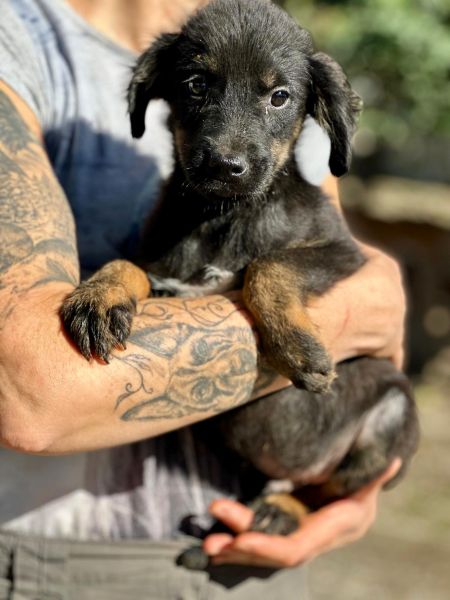 R1JPLK449 (♂) – Bild 3