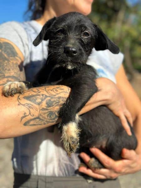 H3JPLK449 (♀) – Bild 3