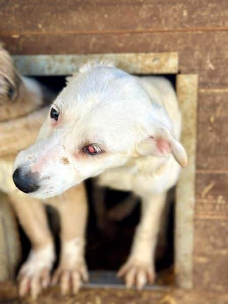 WOLKE (♀) - medizinischer Notfall - Cherry Eye - sollte zeitnah reisen! – Bild 3