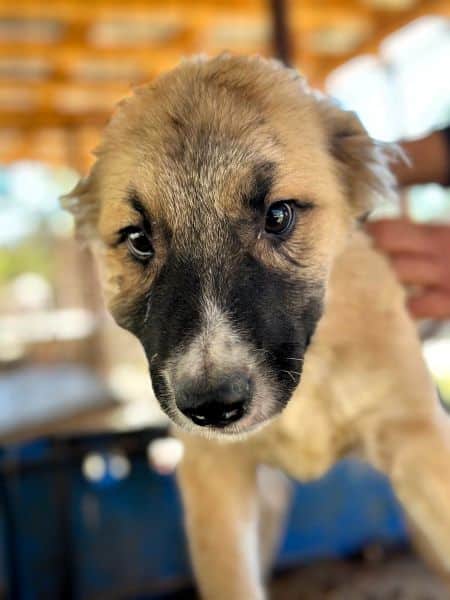 R1JPLK436/1 (♂) – Bild 3