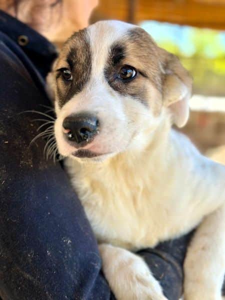 H2JPLK436/1 (♀) – Bild 3