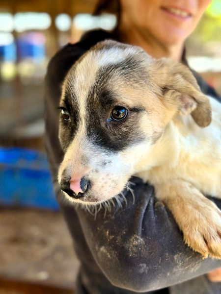 H3JPLK436/1 (♀) – Bild 3