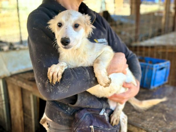 H4JPLK436/1 (♀) – Bild 3