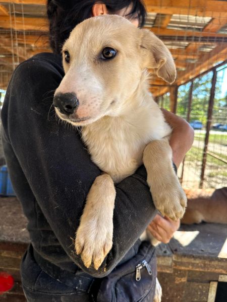 H5JPLK436/1 (♀) – Bild 3