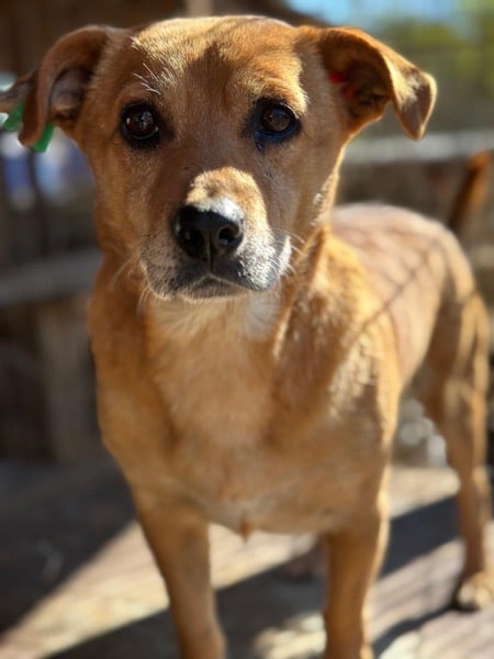 POMBÄR (♂) – Bild 3