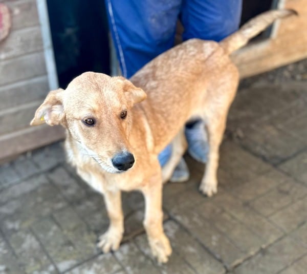 RUBIA (♀) – Bild 2