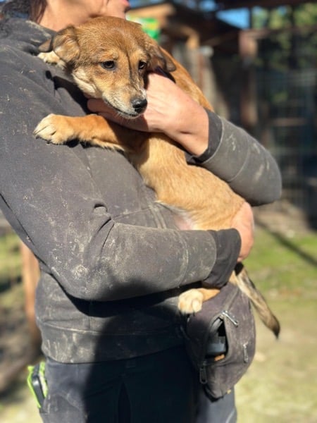 PEA (♀) – Bild 2