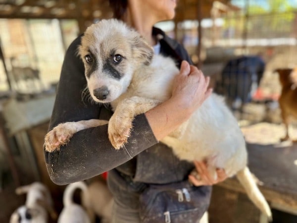 H6PLK436/1 (♀) – Bild 4