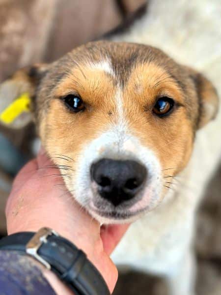 SIDNEY (♂) - Seelischer Notfall - kommt nicht gut zurecht im Shelter- sollte zeitnah reisen! - reist auf PDR PS im PLZ Bereich 55 (SD 26/10) – Bild 4