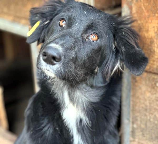 CHANTILLY (♀) – Bild 3