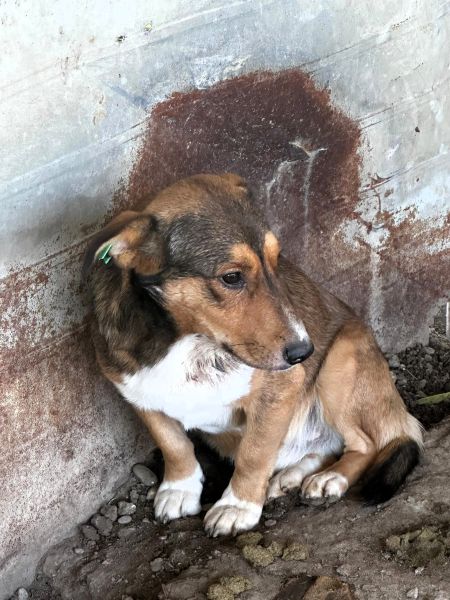 FRIEDL (♂) - Notfall - Angstschnapper - Mobbingopfer - muss schnell raus, um zu überleben! – Bild 4