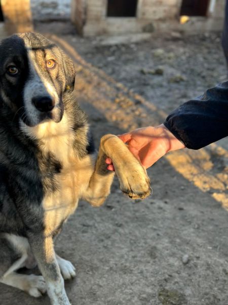 SANTIANO (♂) – Bild 3