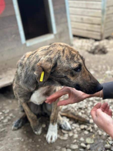 CARAMELA (♀) - reserviert Projekt Tierschutz (GC 28/10) – Bild 3