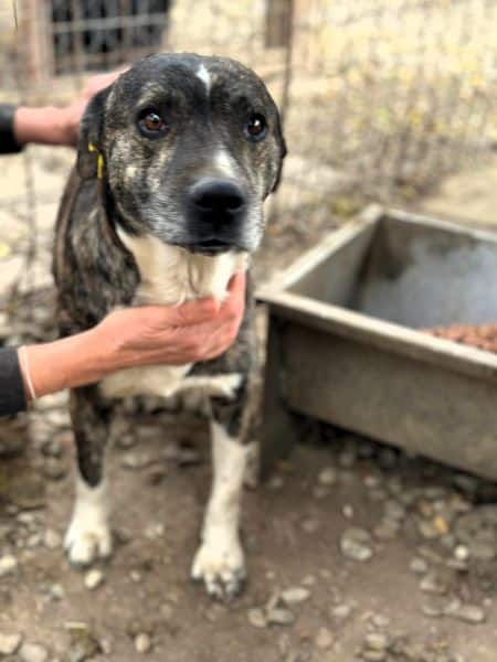 BOND (♂) – Bild 3