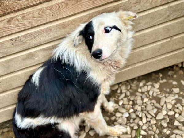 SILINA (♀) – Bild 4