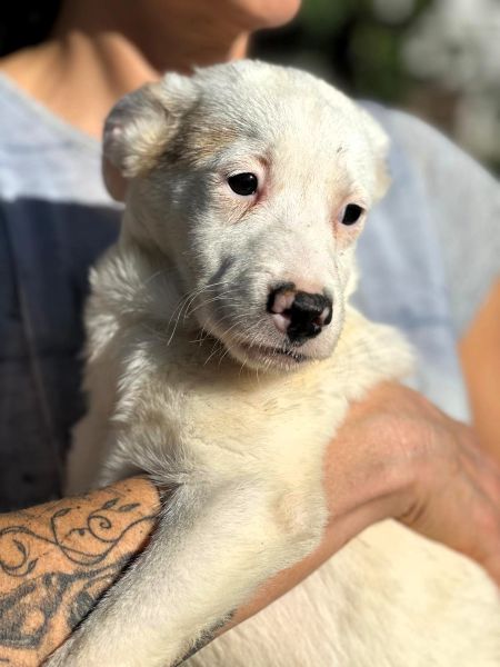 H1JPLK451 (♀) – Bild 4