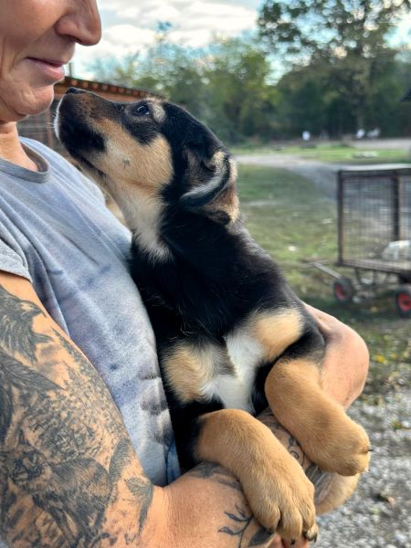 R2JPLK451 (♂) – Bild 4