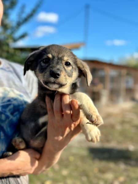 H2JPLK451 (♀) – Bild 4