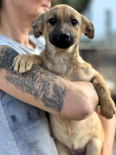 H3JPLK451 (♀) – Bild 4