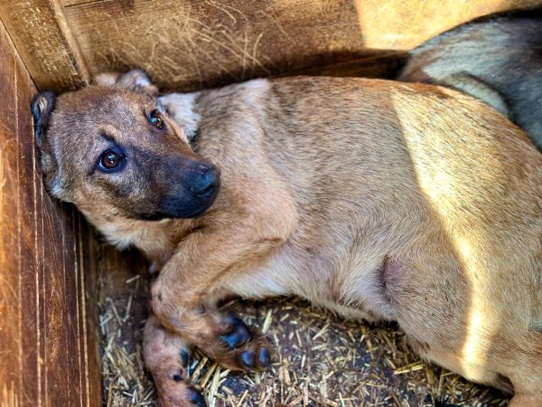 R3JPLK451 (♂) - wird unsicher - Angstschnapper - sollte zeitnah reisen! – Bild 4