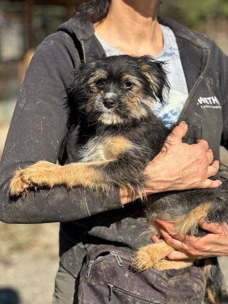 H1JPLK449 (♀) – Bild 4