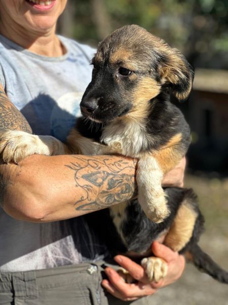 H2JPLK449 (♀) – Bild 4