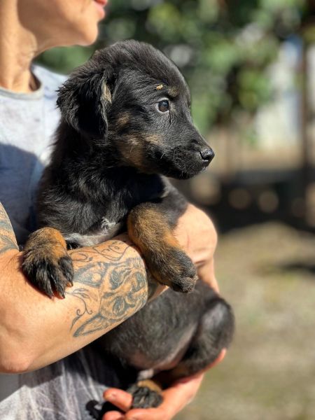 R1JPLK449 (♂) – Bild 4