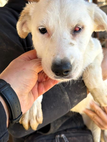 WOLKE (♀) - medizinischer Notfall - Cherry Eye - sollte zeitnah reisen! – Bild 4